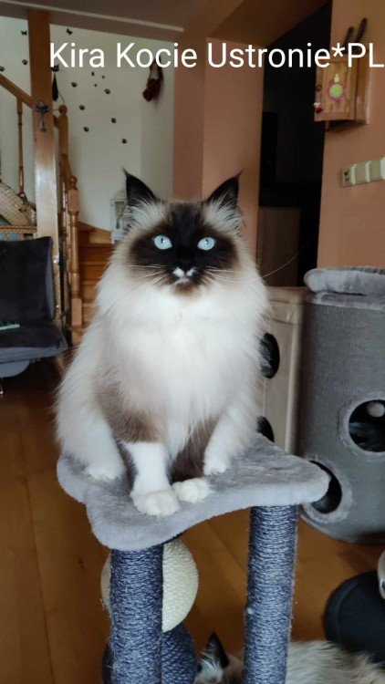 Kira