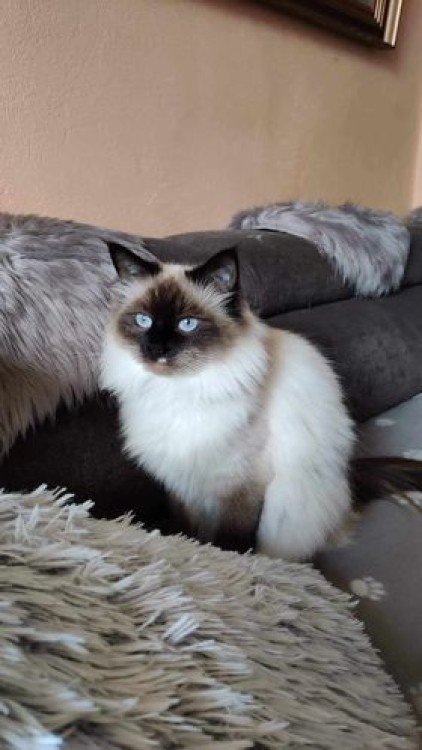 Bella