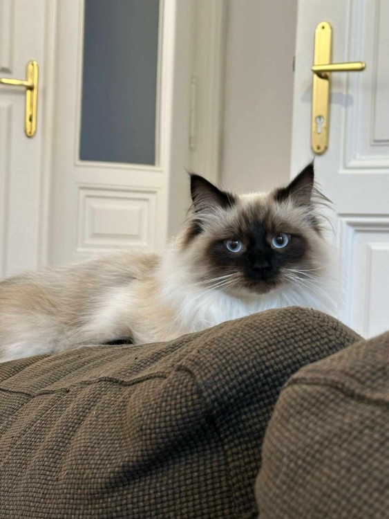 George