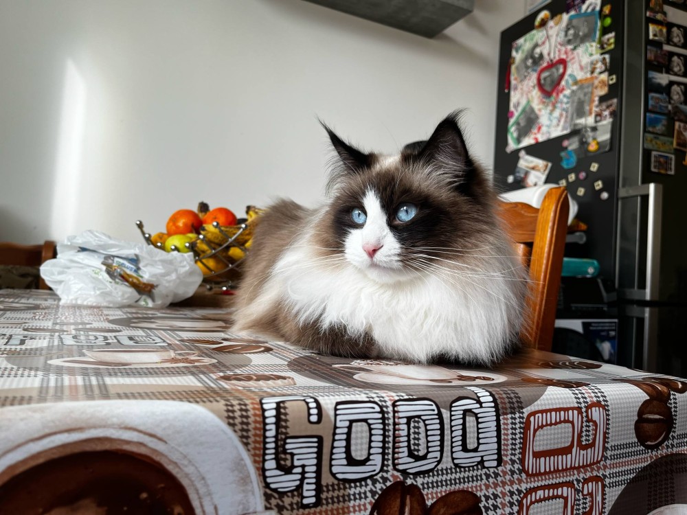 Garfield