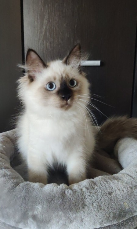 Izzy