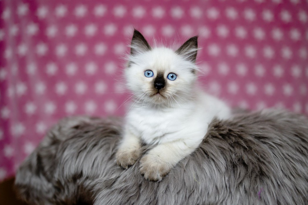 Elvis