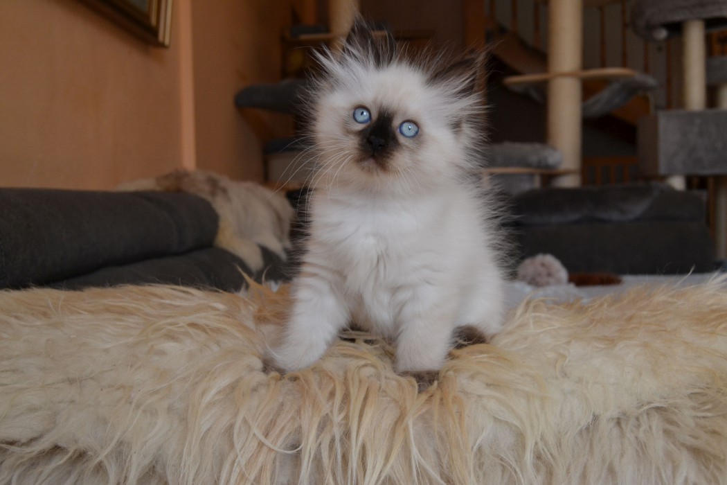 Elza